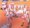 Cows sold to butchers by Pandharpur Temple Committee !